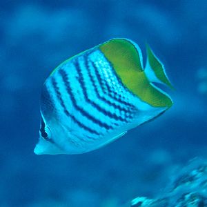 Yellowbacked Butterflyfish (Chaetodon mertensi)