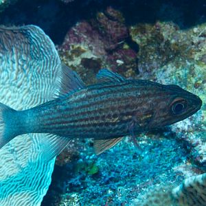 Cardinalfish