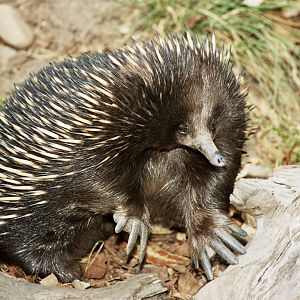 Sydney Wildlife World 2007