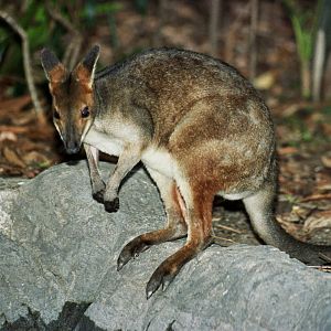 Sydney Wildlife World 2007