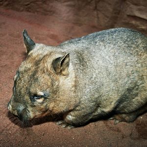 Sydney Wildlife World 2007