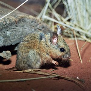 Sydney Wildlife World 2007