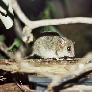 Sydney Wildlife World 2007