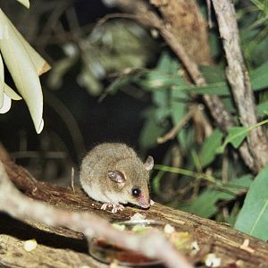 Sydney Wildlife World 2007