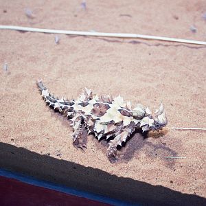 Sydney Wildlife World 2007