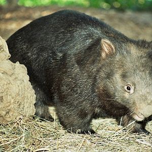 Healesville Sanctuary 2007