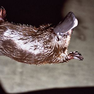 Healesville Sanctuary 2007