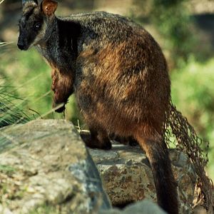 Healesville Sanctuary 2007