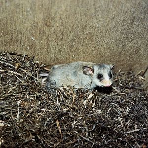 Healesville Sanctuary 2007