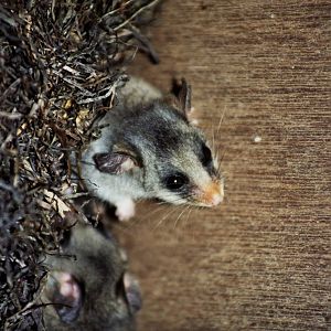 Healesville Sanctuary 2007