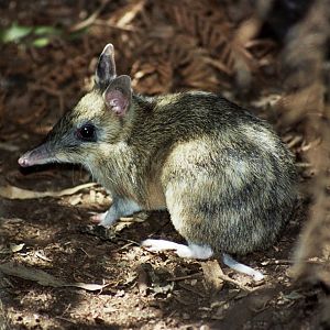 Healesville Sanctuary 2007