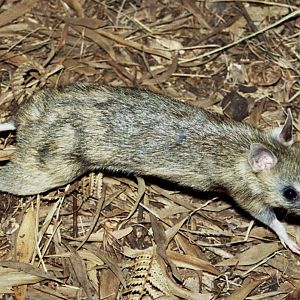 Healesville Sanctuary 2007