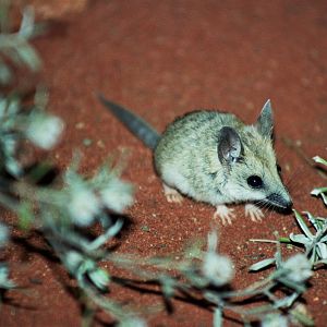 Healesville Sanctuary 2007