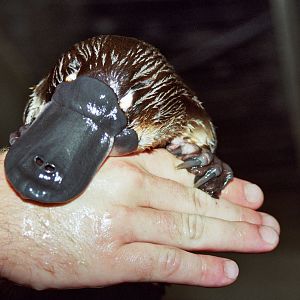 Healesville Sanctuary 2007