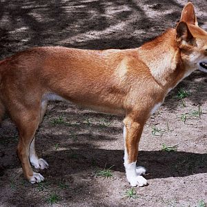 Healesville Sanctuary 2007