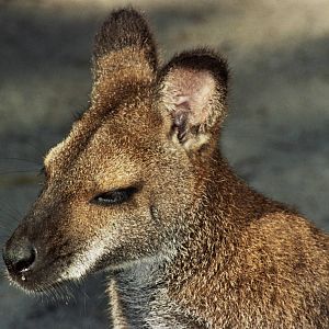 Healesville Sanctuary 2007