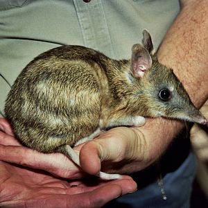 Healesville Sanctuary 2007