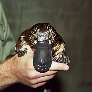 Healesville Sanctuary 2007