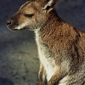 Healesville Sanctuary 2007