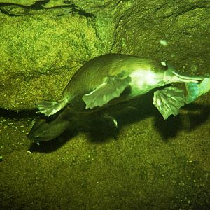 Healesville Sanctuary 2007