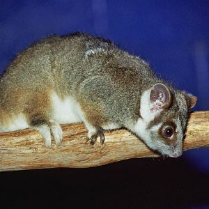 Healesville Sanctuary 2007