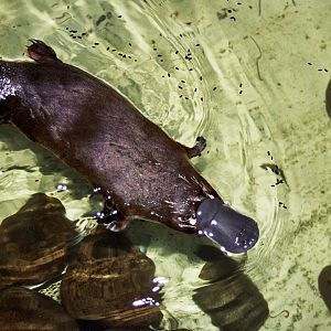 Healesville Sanctuary 2007