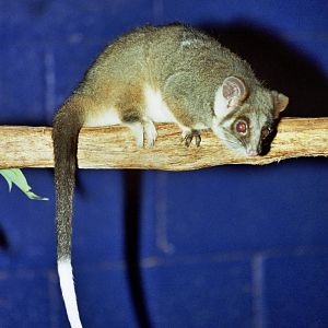 Healesville Sanctuary 2007