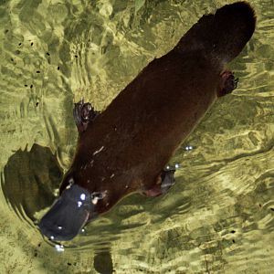 Healesville Sanctuary 2007