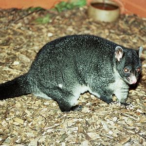 Healesville Sanctuary 2007