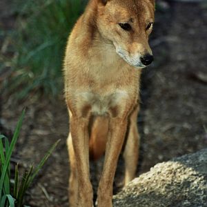 Healesville Sanctuary 2007