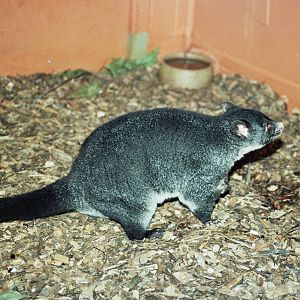 Healesville Sanctuary 2007