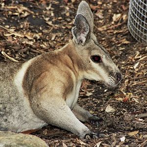 David Fleay Wildlife Park 2007