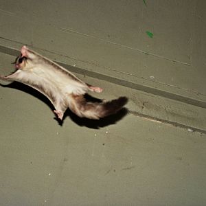 David Fleay Wildlife Park 2007