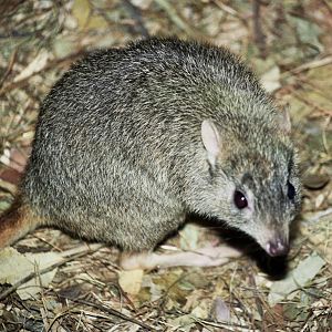 David Fleay Wildlife Park 2007