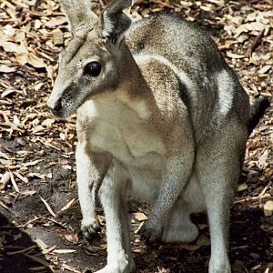 David Fleay Wildlife Park 2007