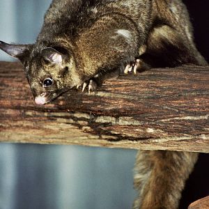 David Fleay Wildlife Park 2007