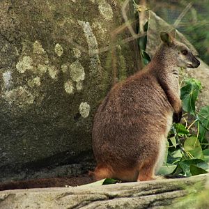 David Fleay Wildlife Park 2007