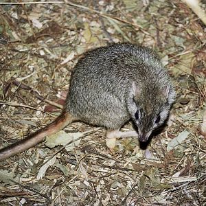 David Fleay Wildlife Park 2007