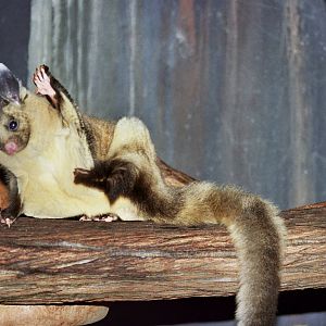 David Fleay Wildlife Park 2007