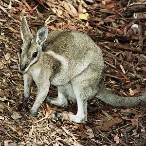 David Fleay Wildlife Park 2007