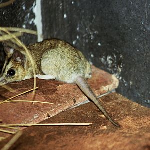 David Fleay Wildlife Park 2007