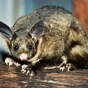 David Fleay Wildlife Park 2007