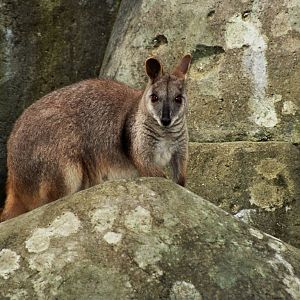 David Fleay Wildlife Park 2007