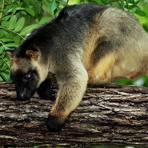 David Fleay Wildlife Park 2007