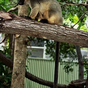 David Fleay Wildlife Park 2007