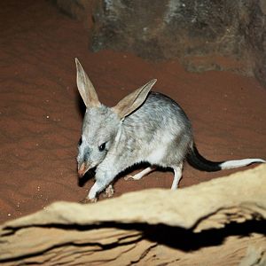 David Fleay Wildlife Park 2007