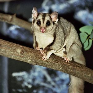 David Fleay Wildlife Park 2007