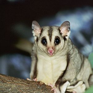 David Fleay Wildlife Park 2007