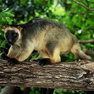 David Fleay Wildlife Park 2007