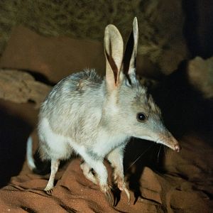 David Fleay Wildlife Park 2007